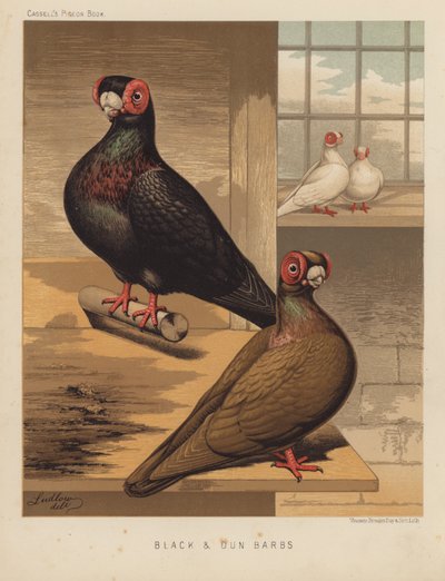 Pigeons : Barres noires et dun - J. W. (after) Ludlow