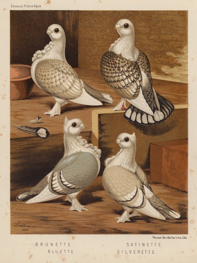 Pigeons: Brunette; Satinette; Bluette; Silverette - J. W. (after) Ludlow