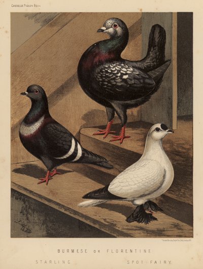 Pigeons : Birmans ou Florentins ; Étoile ; Fée tachetée - J. W. (after) Ludlow