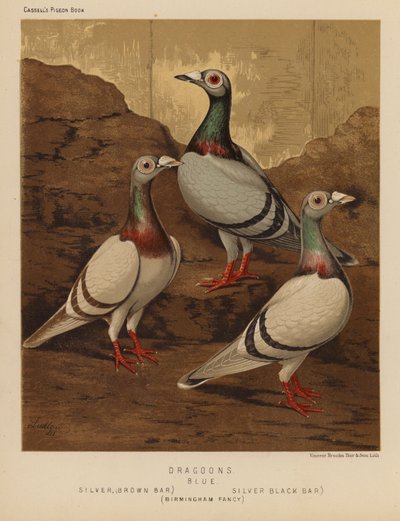 Pigeons : Dragoons, Bleu, Argent, Bar brun, Argent, Bar noir, Fantaisie de Birmingham - J. W. (after) Ludlow