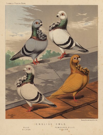 Pigeons : Hiboux anglais, Bleu, Bleu poudré, Argent, Jaune - J. W. (after) Ludlow