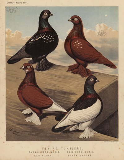 Pigeons : Tumblers volants, Aile de rose noire, Aile de rose rouge, Badge rouge, Selle noire - J. W. (after) Ludlow