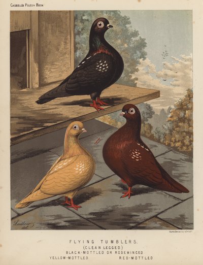 Pigeons: Tumblers volants, Jambes propres, Noir moucheté ou Ailes roses, Jaune moucheté, Rouge moucheté - J. W. (after) Ludlow