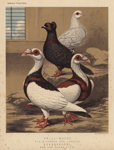 Pigeons : Frisés, têtes lisses et crêtés ; Scandaroons, rouges et noirs-pieds - J. W. (after) Ludlow