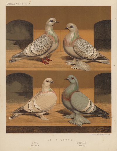 Pigeons : Pigeons de glace, Oural, Sibérien, Argenté, Bleu - J. W. (after) Ludlow