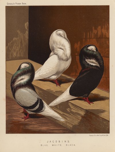Pigeons: Jacobins, Bleu, Blanc, Noir - J. W. (after) Ludlow