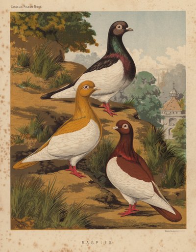 Pigeons : Magpies - J. W. (after) Ludlow