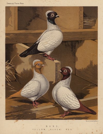 Pigeons : Nonnes, jaunes, noirs, rouges - J. W. (after) Ludlow