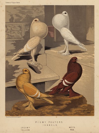 Pigeons : Pigmy Pouters ; Isabels, Crème, Blanc, Jaune, Rouge - J. W. (after) Ludlow