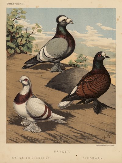 Pigeons: Prêtre; Suisse ou Croissant; Dos de feu - J. W. (after) Ludlow