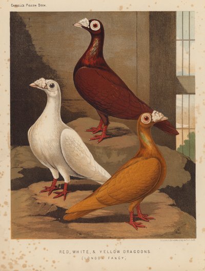 Pigeons : Dragons rouges, blancs et jaunes, Fantaisie de Londres - J. W. (after) Ludlow