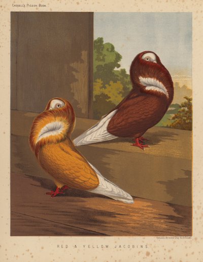 Pigeons : Jacobins rouges et jaunes - J. W. (after) Ludlow