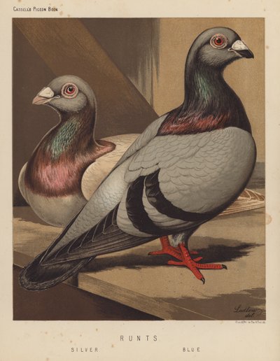 Pigeons: Runt, Argent, Bleu - J. W. (after) Ludlow