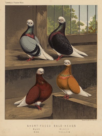 Pigeons: Têtes chauves à face courte, Bleu, Noir, Rouge, Jaune - J. W. (after) Ludlow