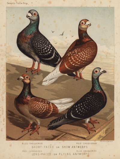 Pigeons : Anvers à face courte ou de spectacle, damier bleu, damier rouge ; Anvers à face longue ou volants, damier rouge, damier bleu - J. W. (after) Ludlow