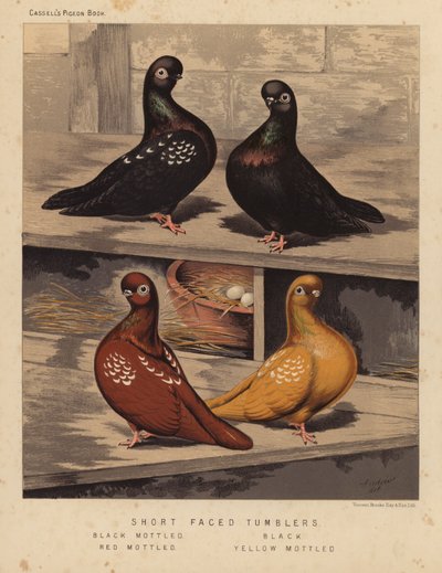 Pigeons: Tumblers à face courte, Noir moucheté, Noir, Rouge moucheté, Jaune moucheté - J. W. (after) Ludlow