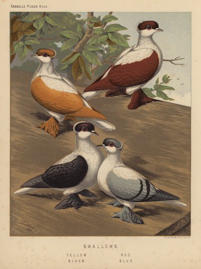 Pigeons : Hirondelles, jaune, rouge, noir, bleu - J. W. (after) Ludlow