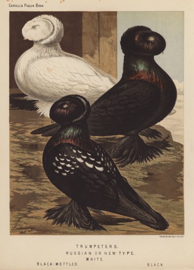 Pigeons : Trompettes, Type russe ou nouveau, Blanc, Noir moucheté, Noir - J. W. (after) Ludlow