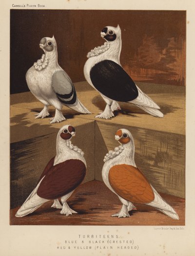 Pigeons : Turbiteens, bleus et noirs, crêtés, rouges et jaunes, têtes lisses - J. W. (after) Ludlow