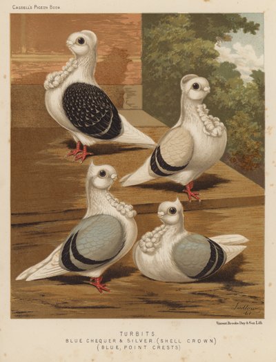 Pigeons : Turbits, damier bleu et argent, couronne de coquille, bleu, crêtes pointues - J. W. (after) Ludlow