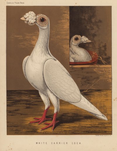 Pigeons : Coq porteur blanc - J. W. (after) Ludlow