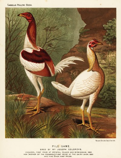 Jeu de pile, coq et poule - J. W. (after) Ludlow
