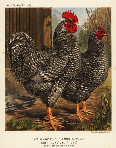 Poulets Plymouth Rock - J. W. (after) Ludlow