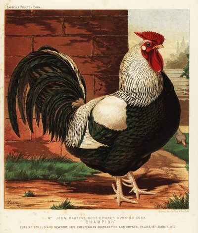 Coq Dorking à crête rose - J. W. (after) Ludlow