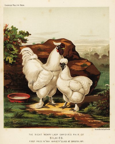 Coq et poule soyeux - J. W. (after) Ludlow
