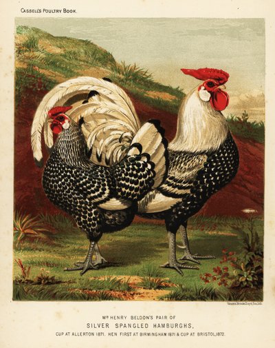 Coq et poule Hambourg argentés - J. W. (after) Ludlow