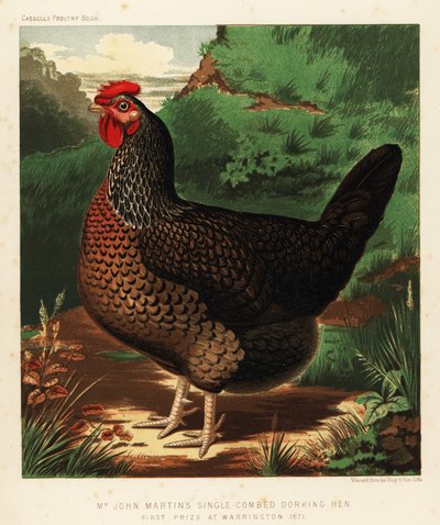 Poule Dorking à crête simple - J. W. (after) Ludlow