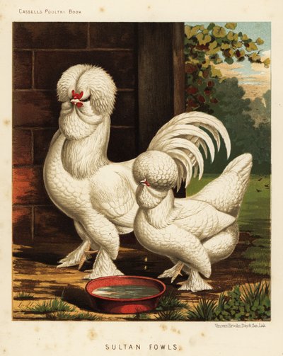 Poules Sultan, Gallus gallus domesticus - J. W. (after) Ludlow