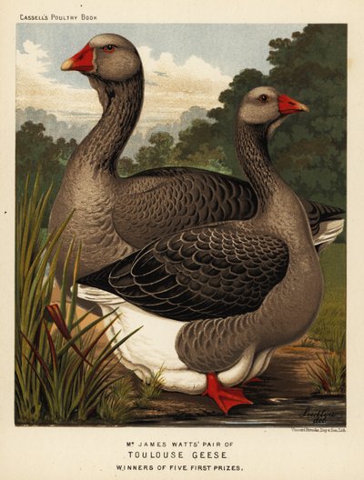 Oies de Toulouse avec fanon, coq et poule - J. W. (after) Ludlow