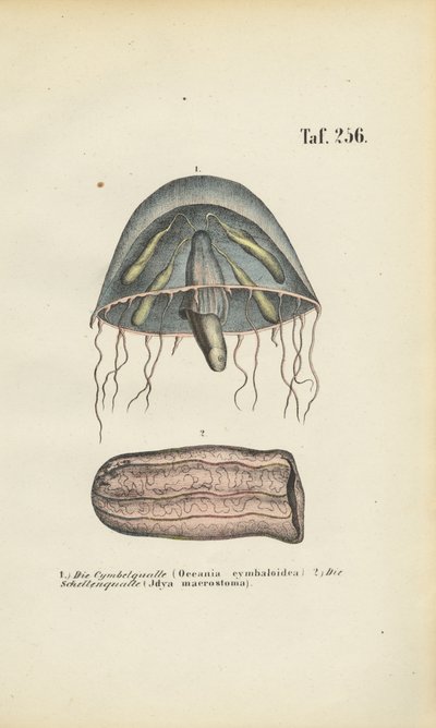 Méduses cloches et méduses barils - J. W. Tenhaeff