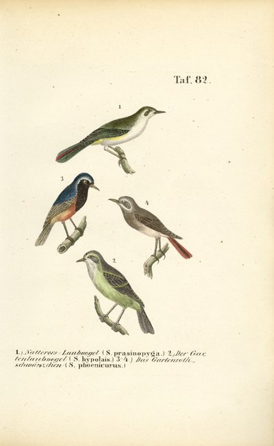 Pouillot de Bonelli et Rougequeue à front blanc - J. W. Tenhaeff
