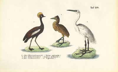 Grues et hérons - J. W. Tenhaeff