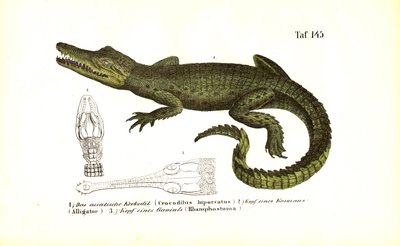 Crocodiles : Crocodile asiatique et anatomie comparée du crâne - J. W. Tenhaeff