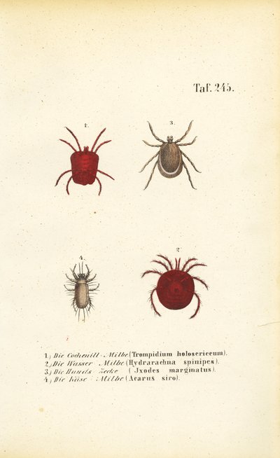 Différentes espèces d