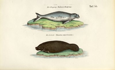 Dugong et lamantin - J. W. Tenhaeff