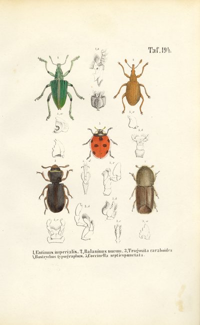 Espèces de coléoptères d