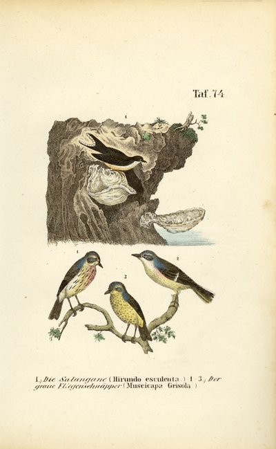 Martinets et moucherolles tachetés à nid comestible - J. W. Tenhaeff