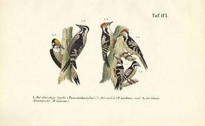 Espèces de pics européens - J. W. Tenhaeff