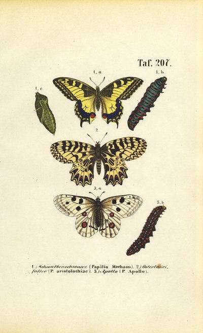 Papillons européens avec chenilles et chrysalides - J. W. Tenhaeff