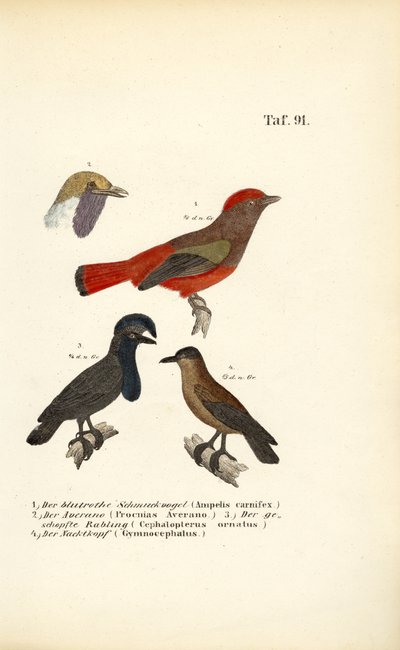 Oiseaux chanteurs exotiques d