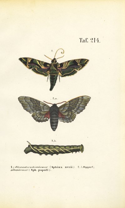 Papillons de nuit exotiques et indigènes - J. W. Tenhaeff