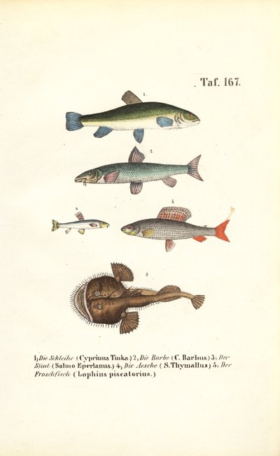 Poissons d