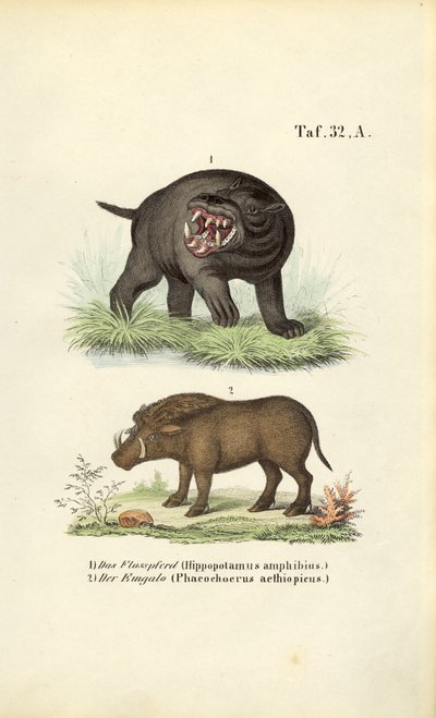 Hippopotame et phacochère - J. W. Tenhaeff