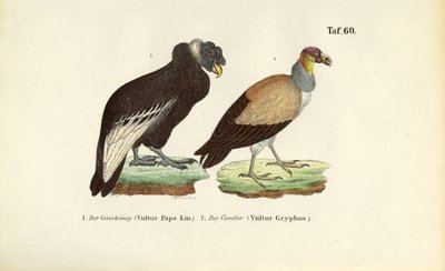 Vautour royal et condor des Andes - J. W. Tenhaeff