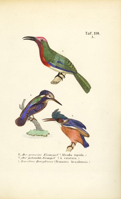 Martin-pêcheurs et suceurs de miel brésiliens - J. W. Tenhaeff