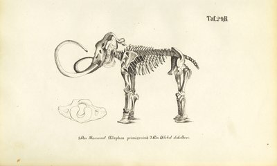 Squelette de mammouth - J. W. Tenhaeff